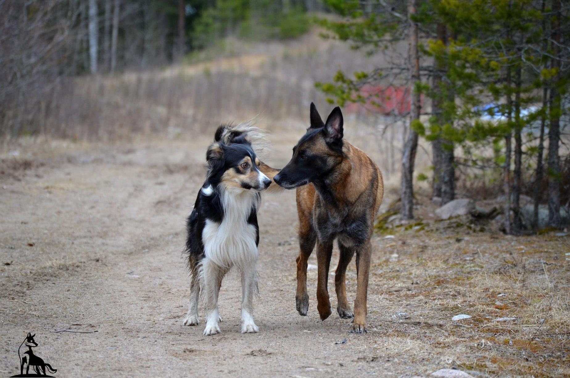 Sosiaalistaminen